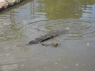 Visite aux crocodiles (proche Saigon)