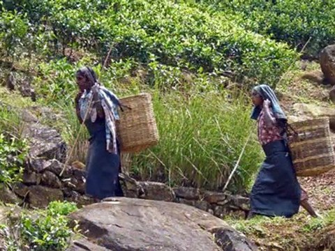 Sri-Lanka : pays du thé / paysages et cueillette