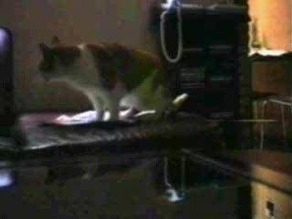 chat-parle