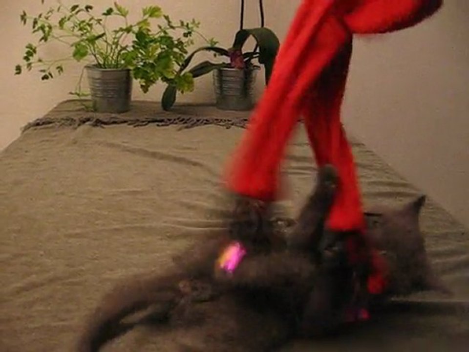 Gift(Gizmo)
