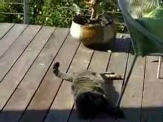 Crazy Bird attacking Cat