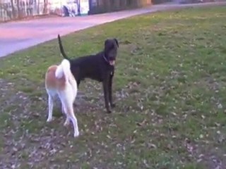 Bunsai Joue avec ses nouveaux copains (23 mars 2011)