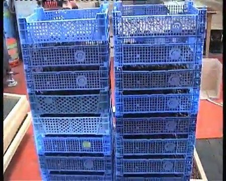 peche carpe roulage billes dreaming baits