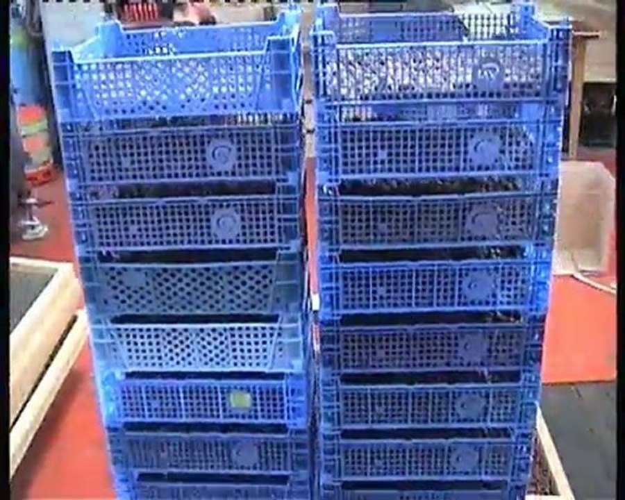 peche carpe roulage billes dreaming baits