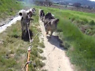 mushing 016