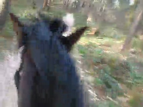 ulys galop bois de hal 24 mars