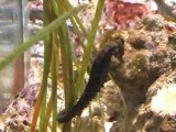 The national aquarium in Galway Ireland, Part 1 sea water pools