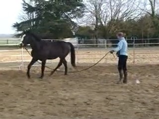 Travail à pied avec Daling-5 mars 2011