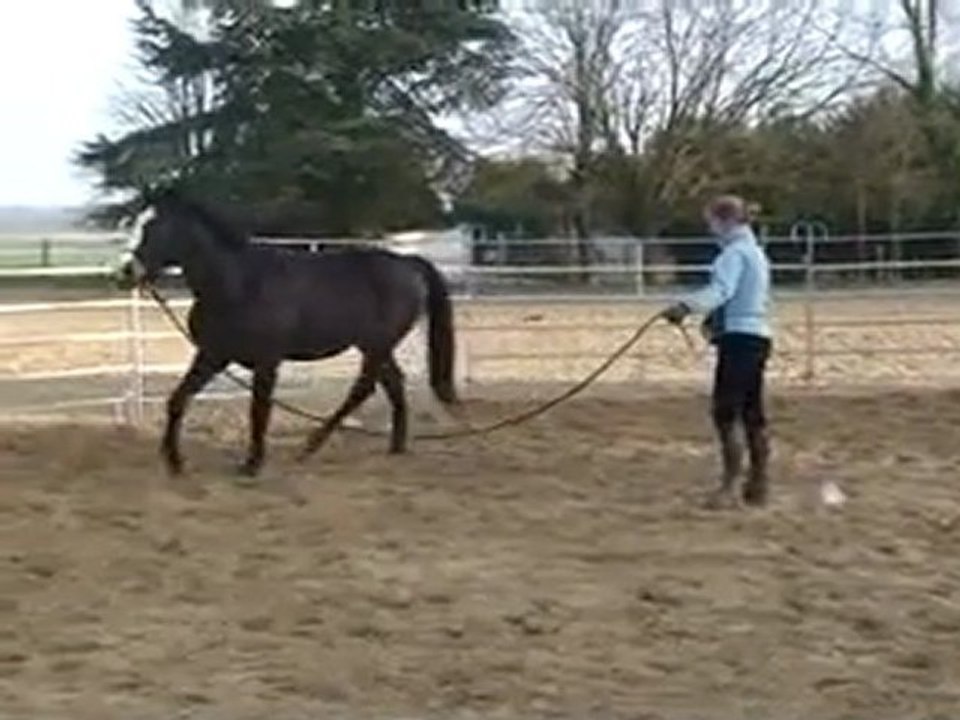 Travail à pied avec Daling-5 mars 2011