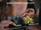 Cannabis Cup 2010 Resin Seeds HQ