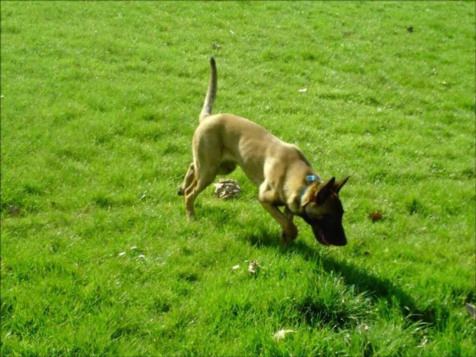 foy'd et dypsie
