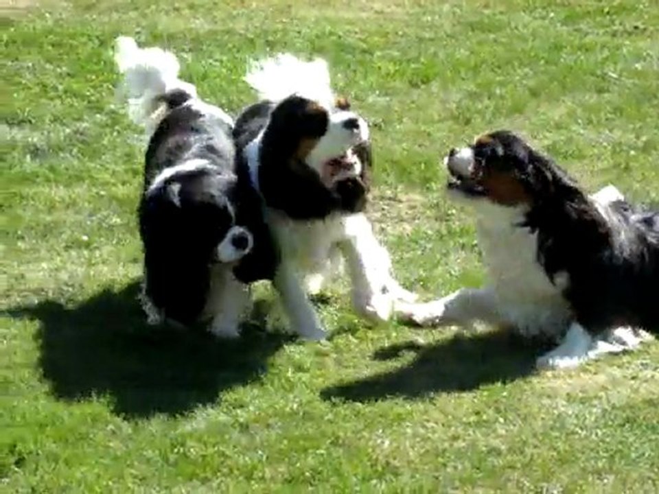 Les Cavaliers King Charles de Luline - Printemps 2011