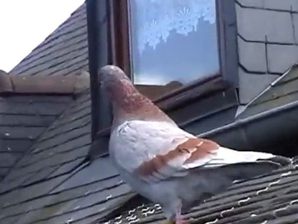 pigeon apprivoisé qui s'appelle (Jeanpi)