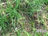 A Thin Lawn Can Be Fixed, Quickly, Effortlessly And With...