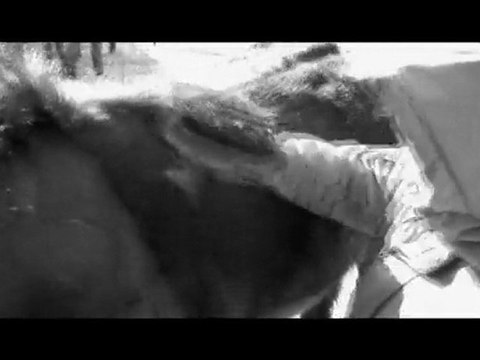 A Titine: ces poneys qui apprennent à nos petits