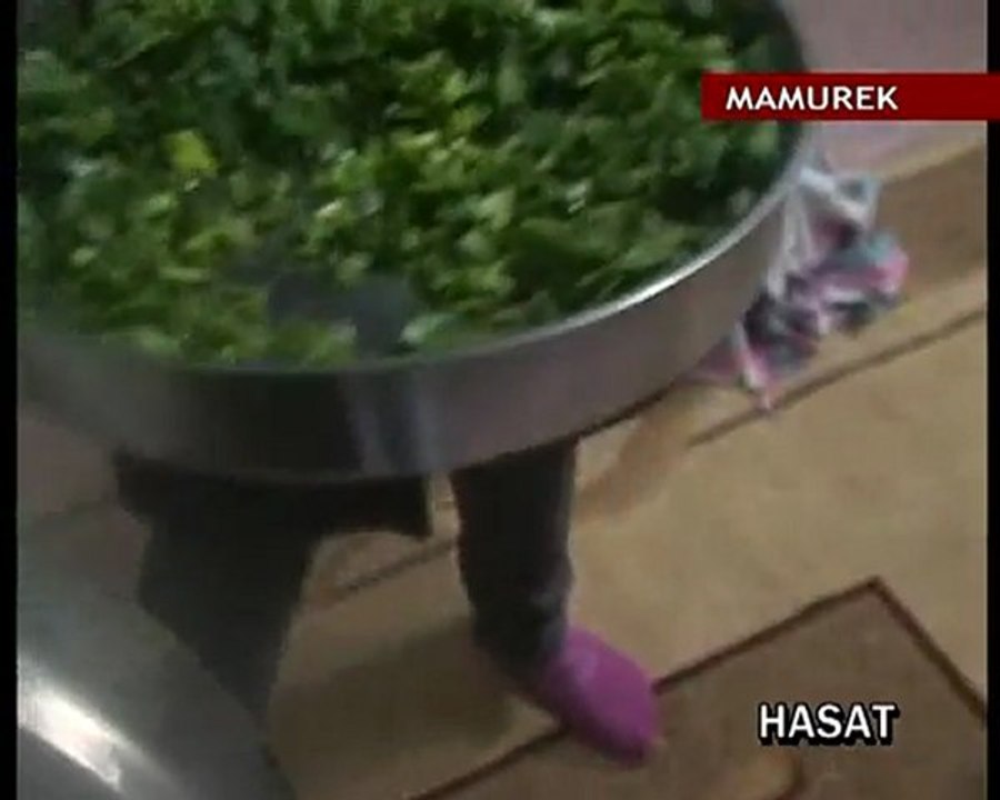 HASAT MAMUREK 3