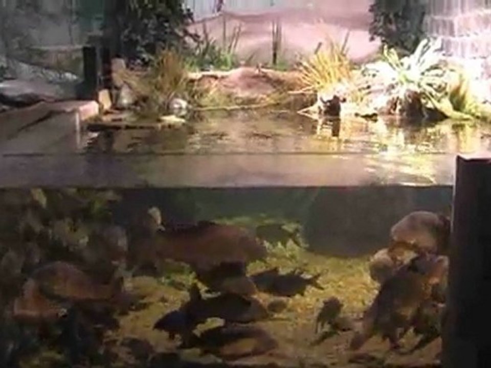 Irland, Galway, nationales Aquarium, Teil 2, Seen und Flüsse, deutsch