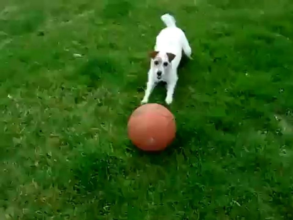 Un chien qui rapporte une balle en équilibre sur la tête