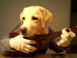 L'uomo cane suona l'ukulele