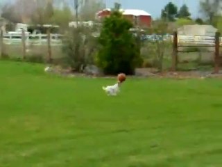 Un chien rapporte un ballon en équilibre sur sa tête