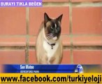 DÜNYA BU HIRSIZ KEDİYİ KONUŞUYOR (DUSTY) xD