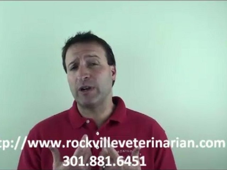 Should I microchip my pet