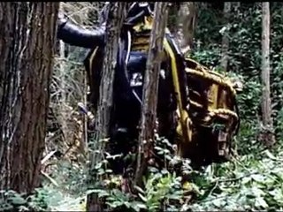 les cris de la foret