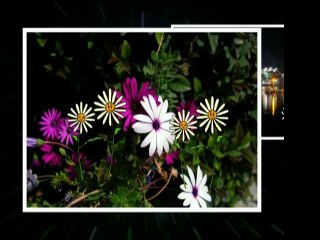 My:Μιχάλης Θαλάσσης Φωτογραφία Διαδίκτυο Θαλάσσης Μιχάλης Θαλάσσης 25-3 Halkida