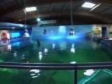 Le Requin,superstar du Seaquarium du Grau-du-Roi