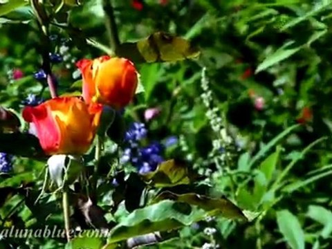 Nature Stock Footage - HD Stock Video - Blooms 03 clip 01