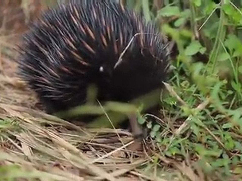 Echidné
