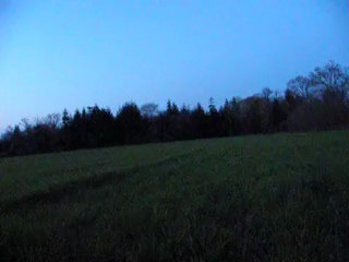 chevreuil qui aboie