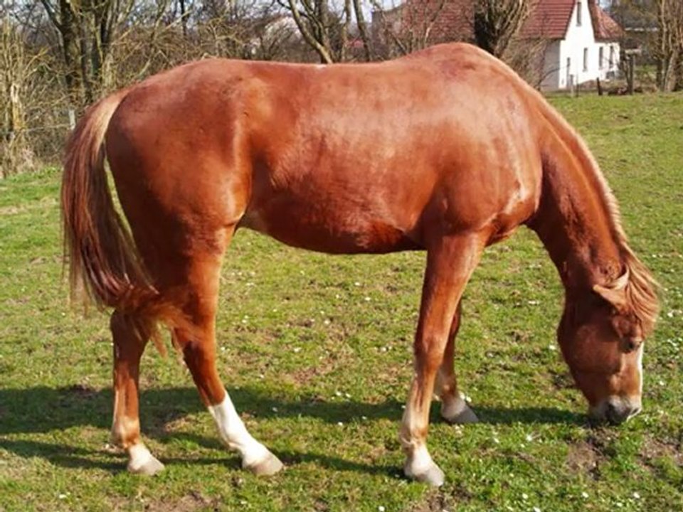 ulis et marron o parc