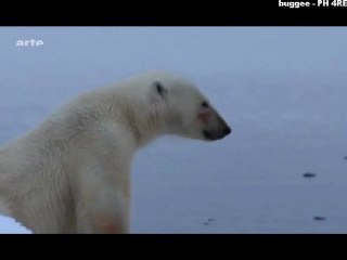 L'ours blanc, le maître du Grand Nord_1/3_Mer 16 mars 2011