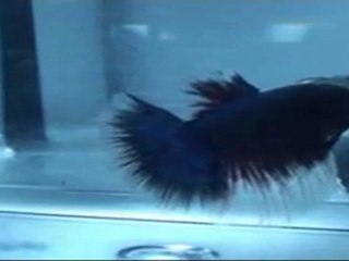 Show Betta, Vienne 2011.