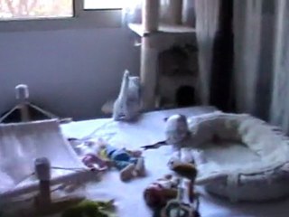 Ghost, Gimli et Gribouille ont  2 mois et demi