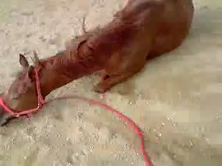 Prince de la sabliere