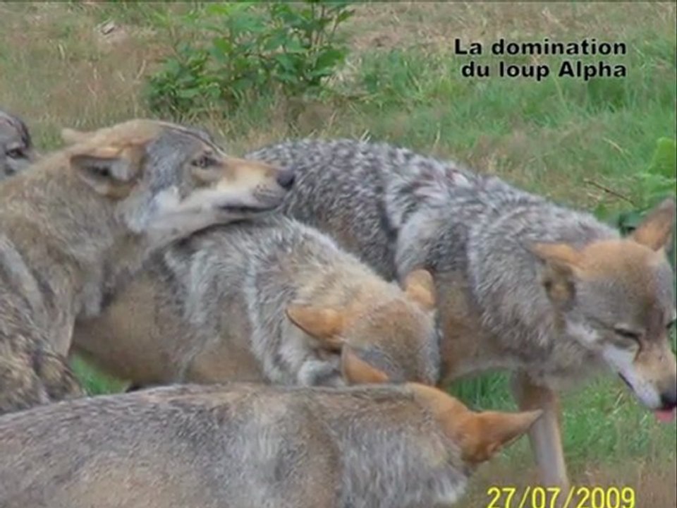 AU PAYS DES LOUPS