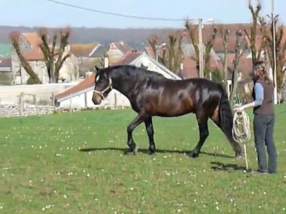 Sabio travail en longe 2011