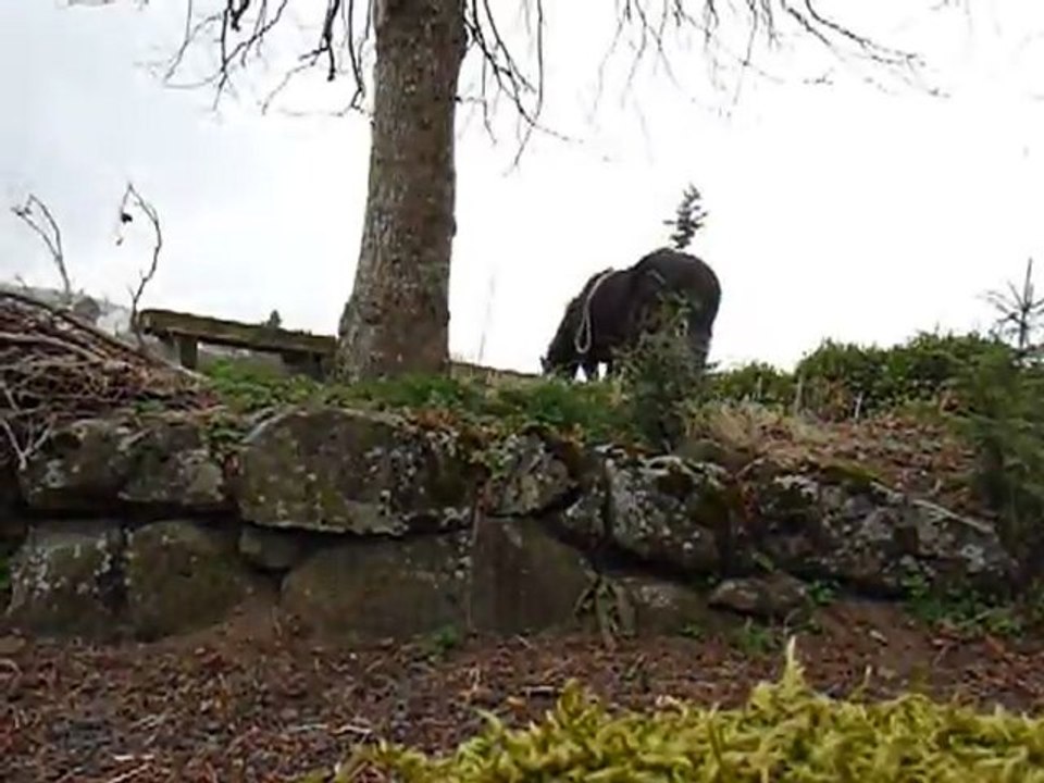 Saut petit muret