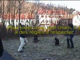 Dressage et analyse du comportement des chiens