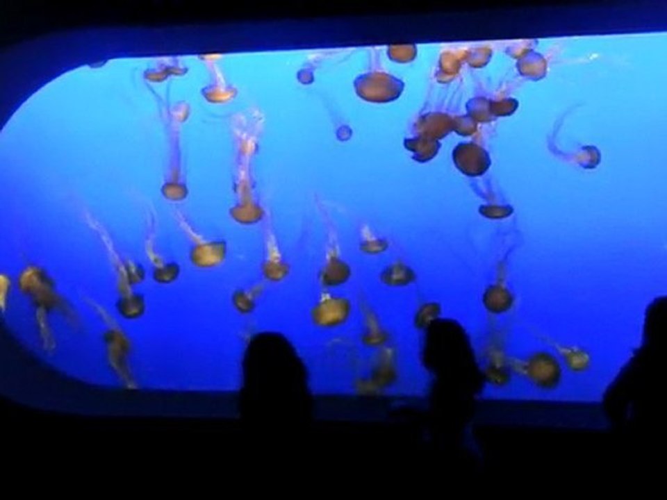Monterey bay Aquarium, méduses