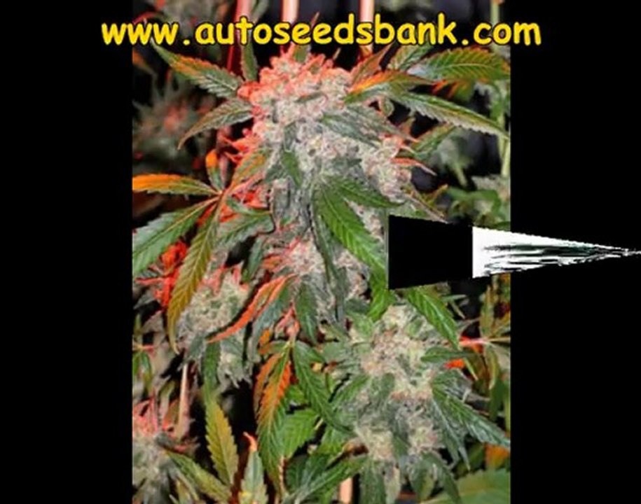 white widow Cannabis Seeds