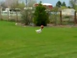 Un chien rapporte un ballon   Mobile Video Tube