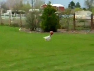 Un chien rapporte un ballon   Mobile Video Tube