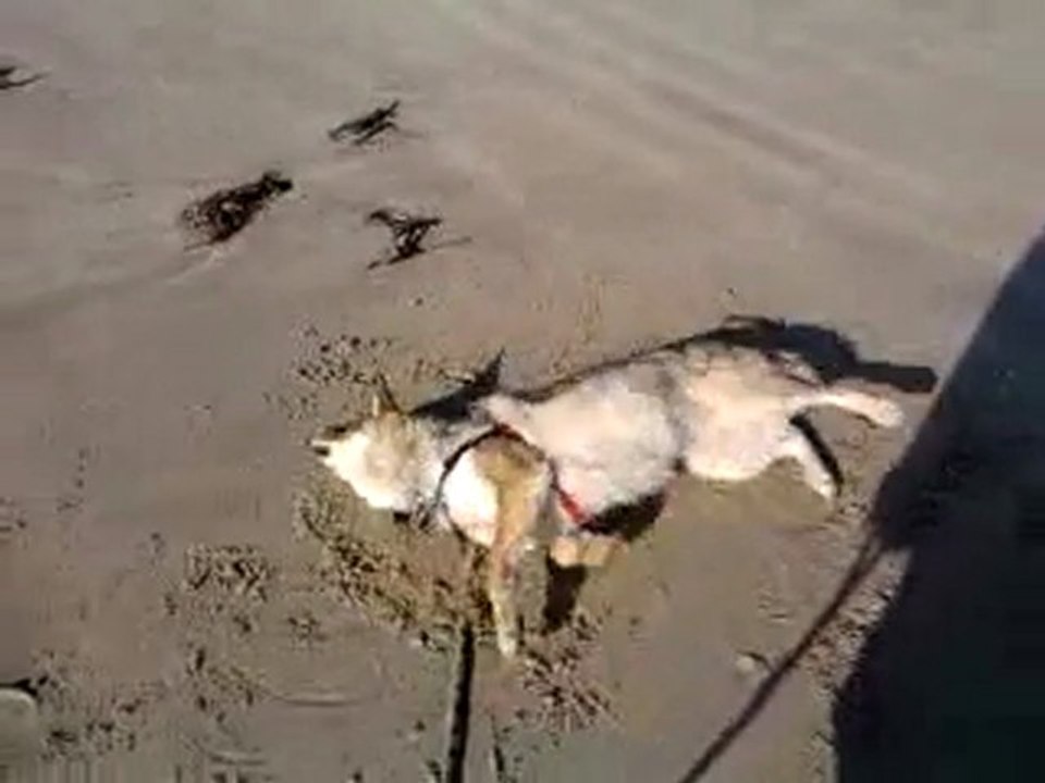 Je me roule dans le sable