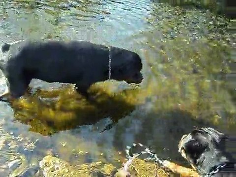 paco et felina 26 mars 2011 006