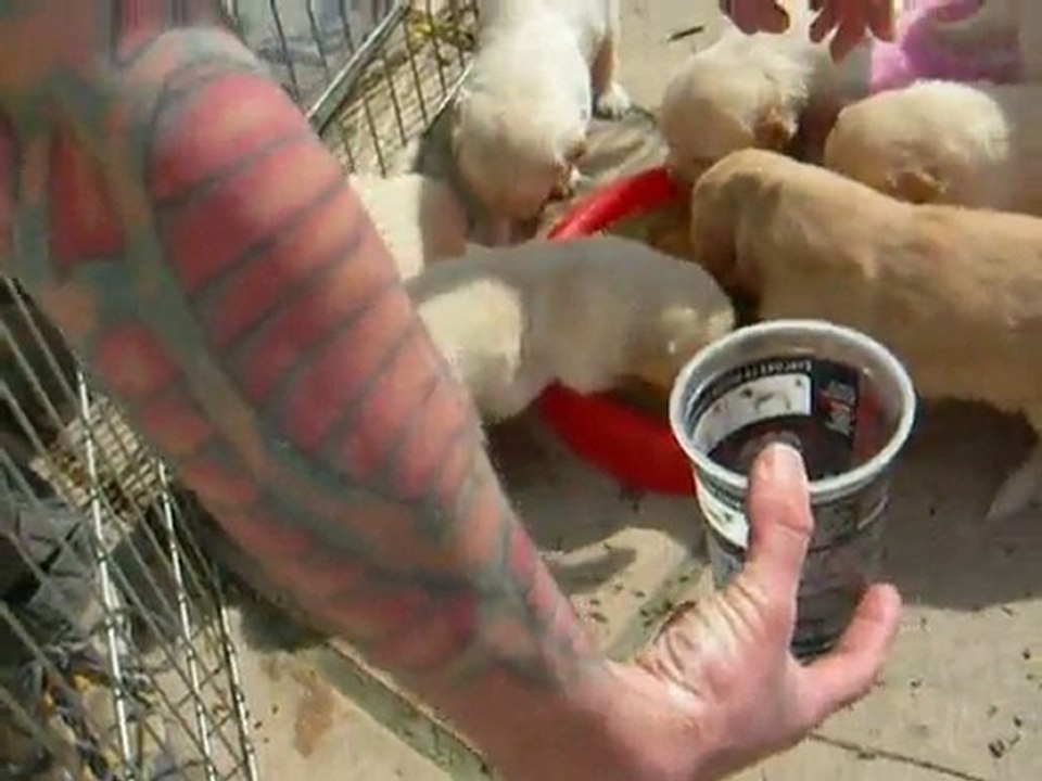 Première bouillie des chiots !