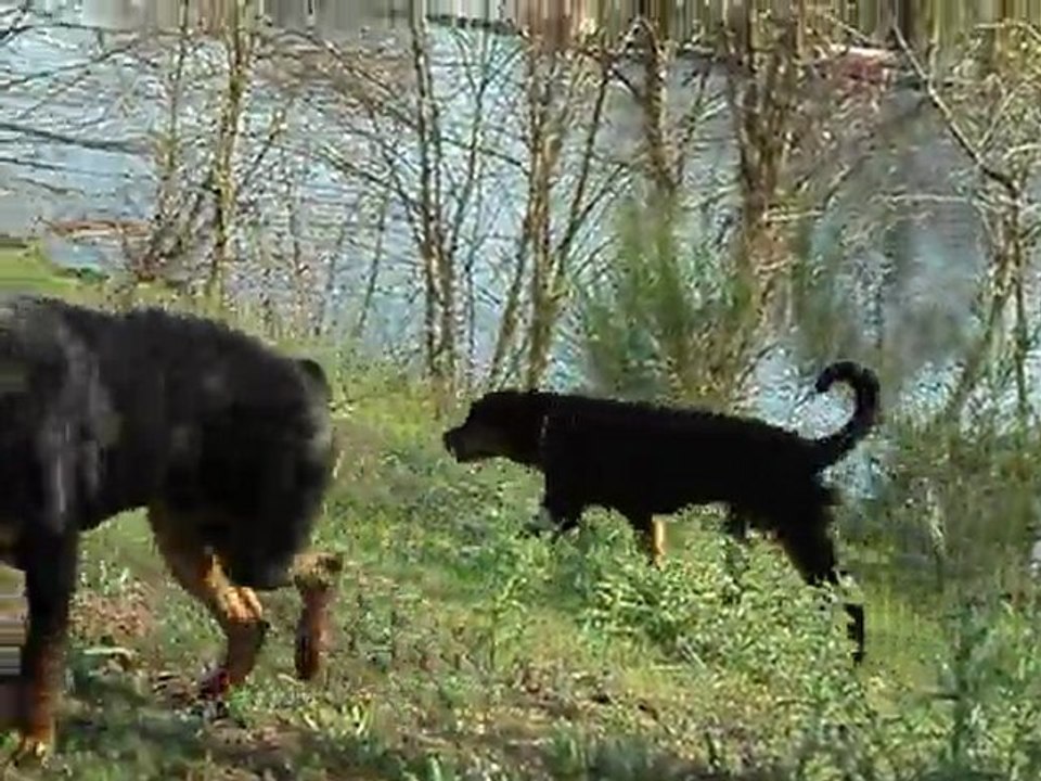 paco et felina 26 mars 2011 003