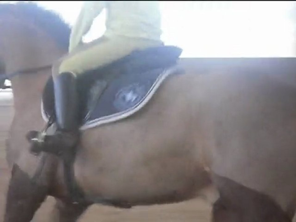 Stormy des Ifs, 4 ans, A vendre